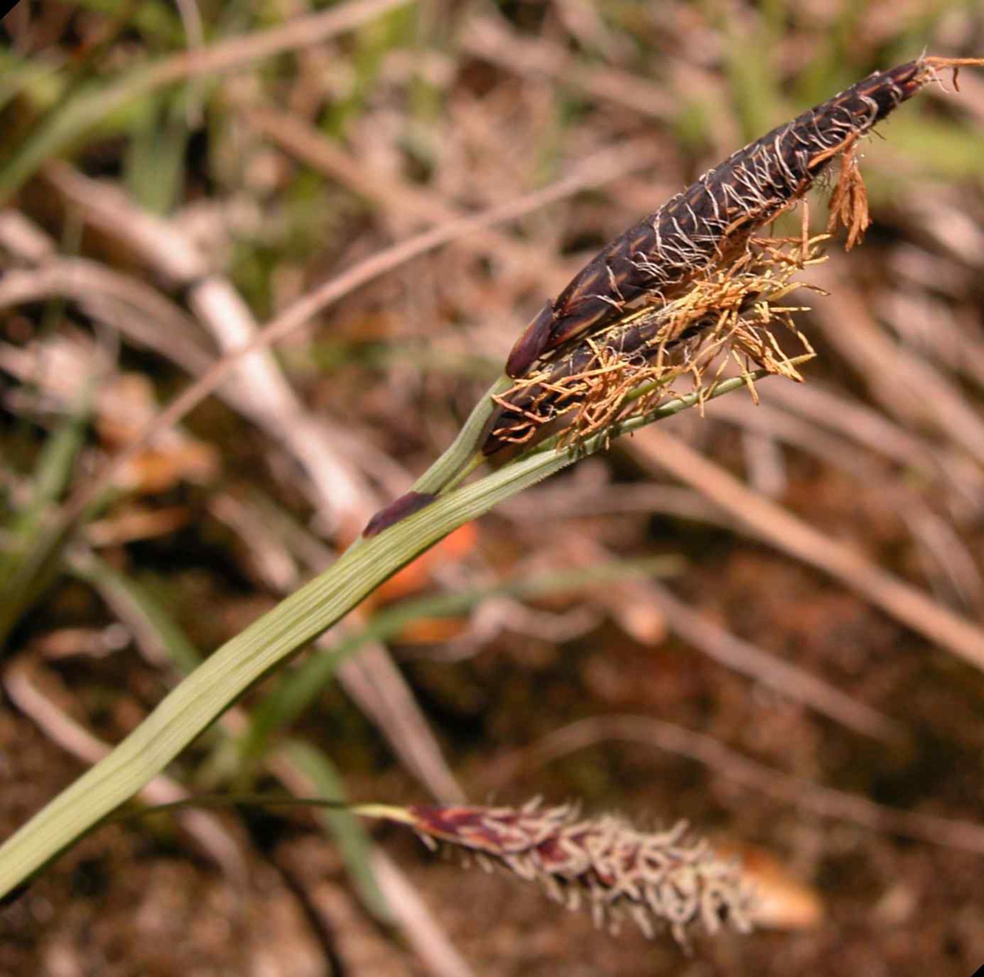 Sedge, Slender Tufted